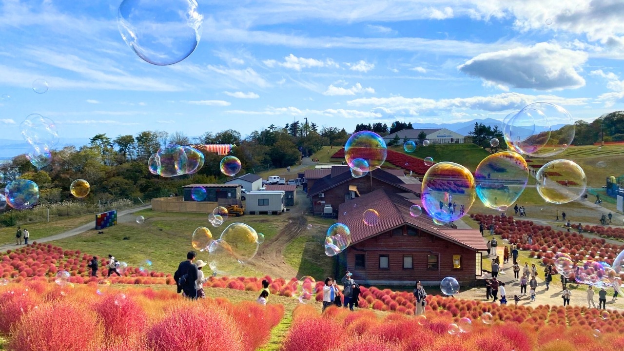 びわこ箱館山の秋のコキアと来場者