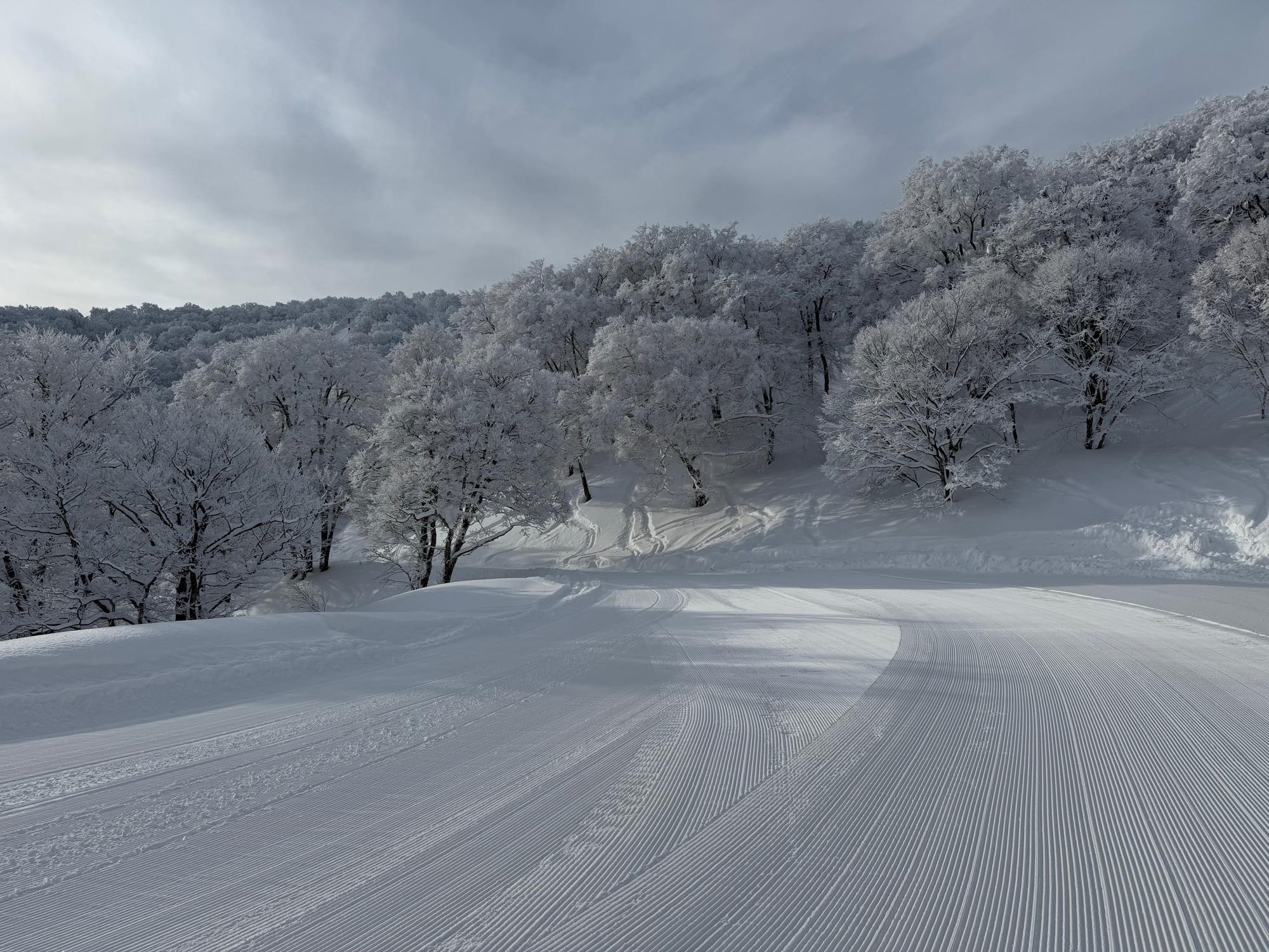 朝の圧雪跡が伸びる雪のコースと樹氷